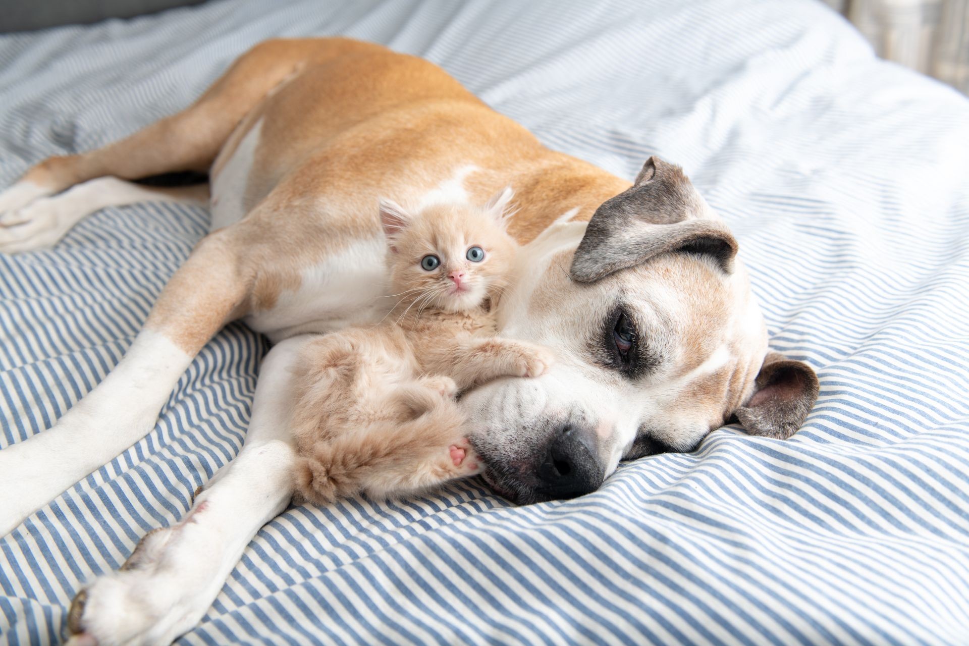 Young Buff Kitten Hanging out with Old Boxer Mix Dog